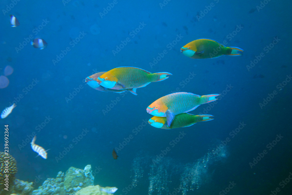 Fototapeta premium Beautiful parrot fish in the coral reef.
