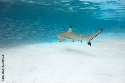 Young blacktip reef sharks on the hunt photo