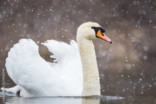 White Mute swan in the snow on a lake in winter © Marc Scharping