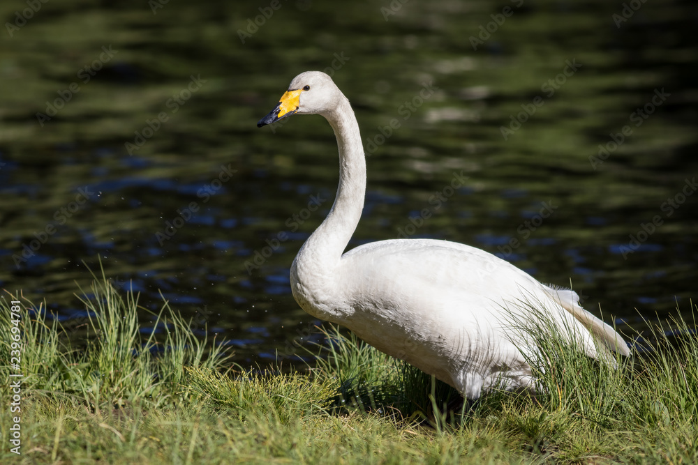 Whooper swan at a pond