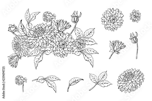 Fototapeta Naklejka Na Ścianę i Meble -  Set of monochrome dahlia bouquet and floral elements isolated on white background, vector
