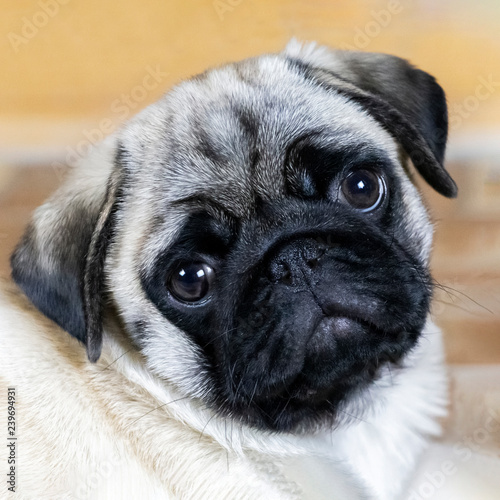 Pug puppy attentively looks at you with bowed head, portrait