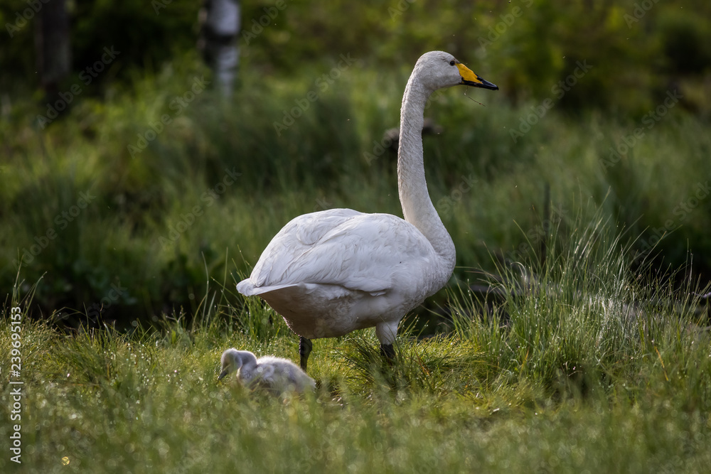 Whooper swan with chick at a pond Whooper swan with chick at a pond