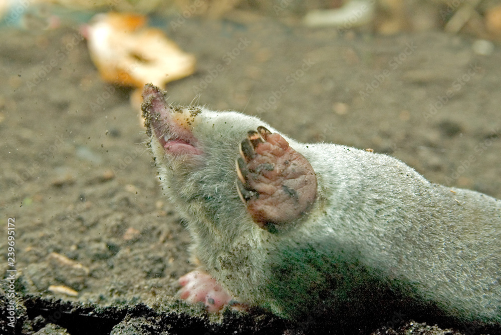 Obraz premium Eastern Mole