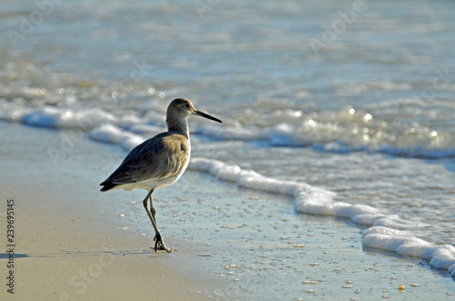 Detailed close up of American short-billed dowitcher sandpiper standing on the Gulf Coast shore of blue green surf and white sea foam. Sunlite from front with long shadow of slightly lifted leg.