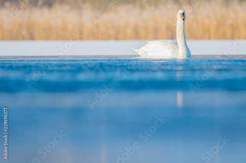 Mute swan on a lake in winter