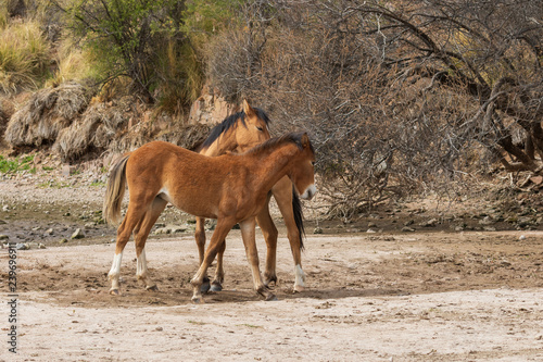 Wild Horses on the Salt River Arizona © natureguy