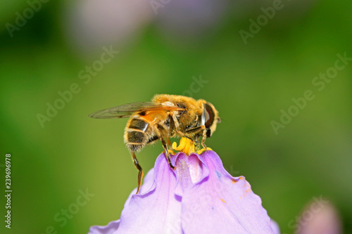 hoverfly in the wild