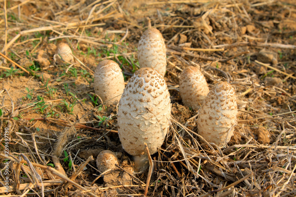 Wild mushrooms in the fields Wild mushrooms in the fields