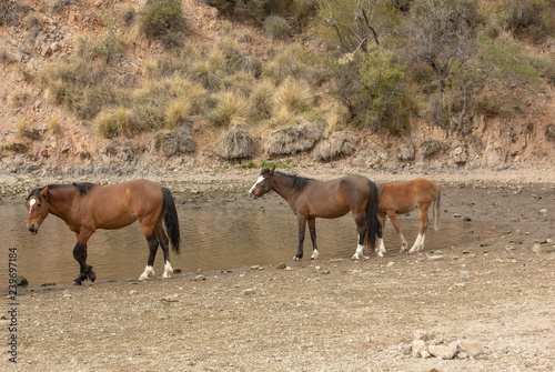 Wild Horses on the Salt River Arizona