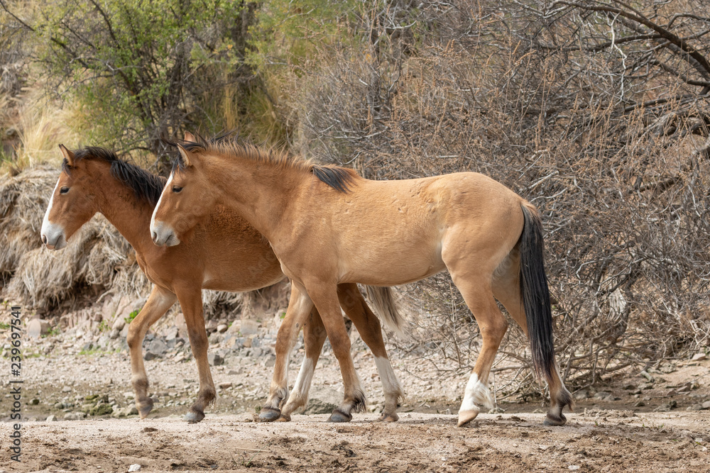 Fototapeta premium Wild Horses on the Salt River Arizona