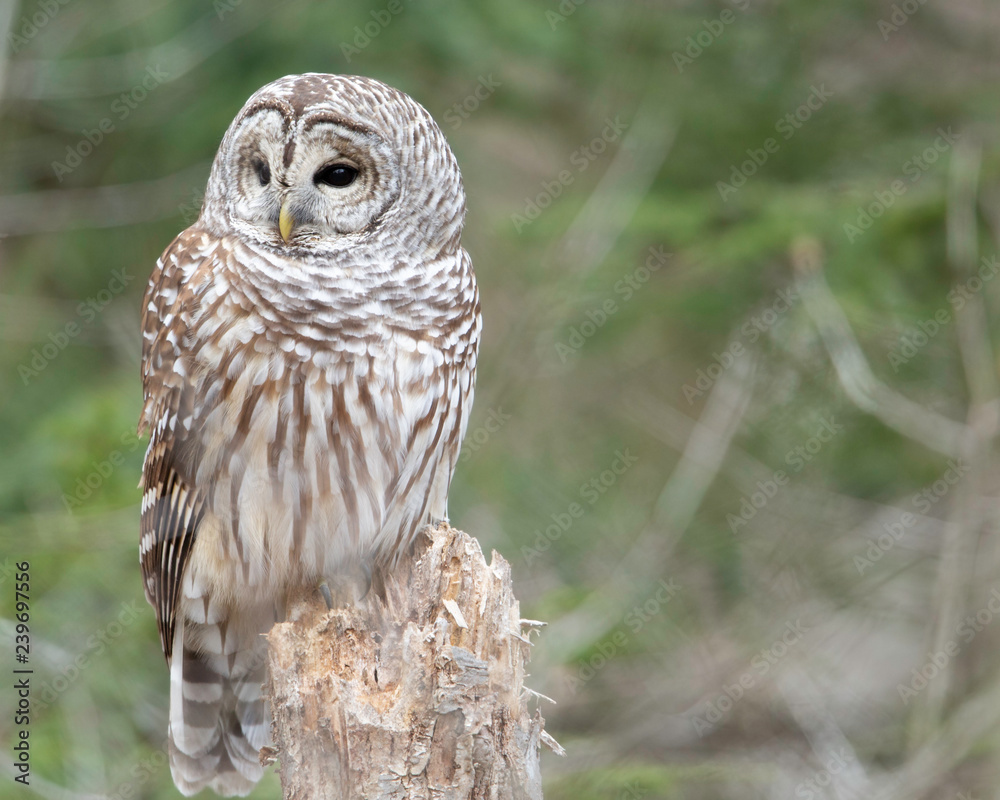 Barred Owl Barred Owl