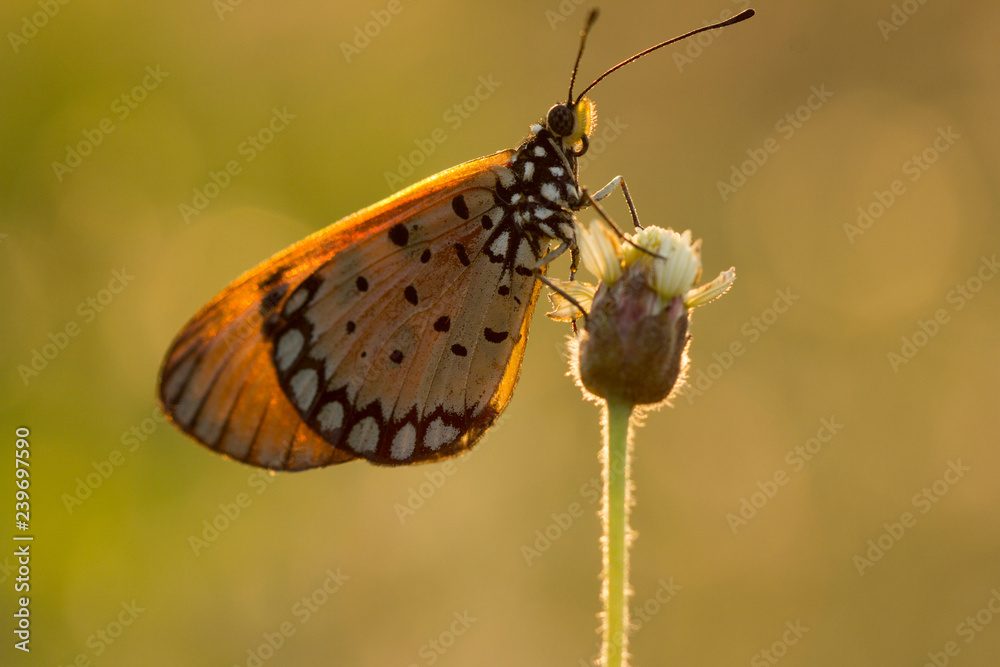 Fototapeta premium The Tawny Coster butterfly (Acraea violae) on flower and green nature