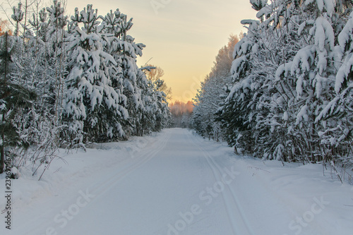 road in winter forest