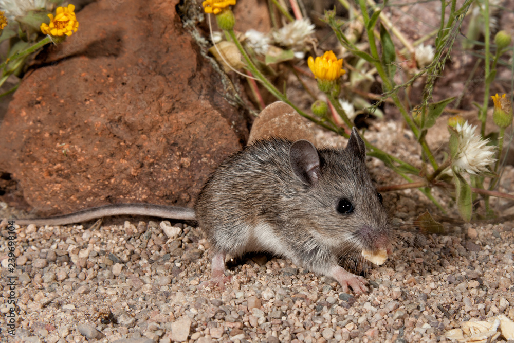 White-footed Mouse taken in SE Arizona in the wild White-footed Mouse taken in SE Arizona in the wild