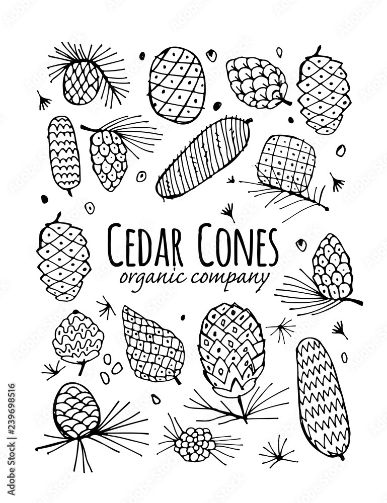 Cedar cone background, sketch for your design Cedar cone background, sketch for your design