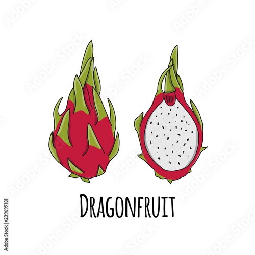 Dragonfruit, sketch for your design