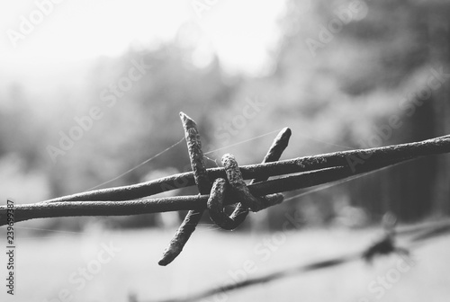 Old rusty barbed wire, close up. Electrified fence with barbed wire. Restricted area, jail prison terror, concept.