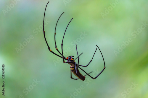 Giant spider in the wild Laos