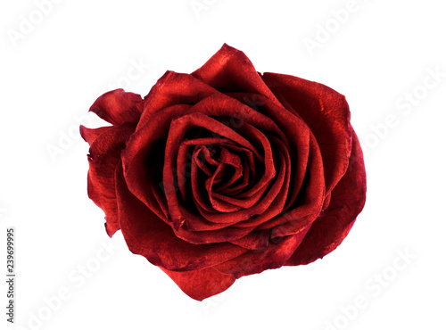 Fototapeta Naklejka Na Ścianę i Meble -  red rose on a white background