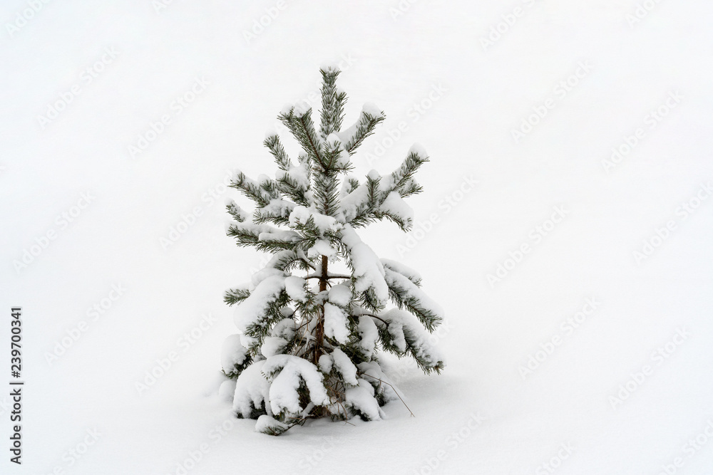 Small pine tree in a snow