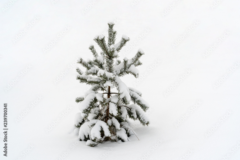 Small pine tree in a snow Small pine tree in a snow