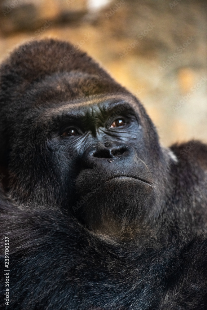 Western male gorilla sitting, Gorilla gorilla gorilla, in a zoo.