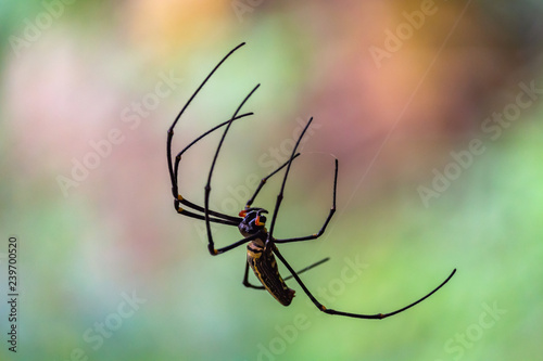 Giant spider in the wild Laos
