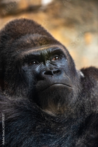 Western male gorilla sitting, Gorilla gorilla gorilla, in a zoo. © Joaquin Corbalan