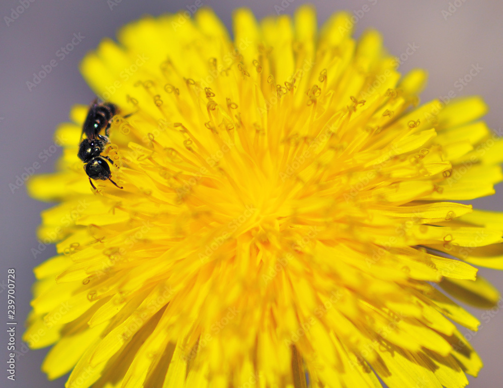 The ant collects the pollen of a dandelion. The ant collects the pollen of a dandelion.