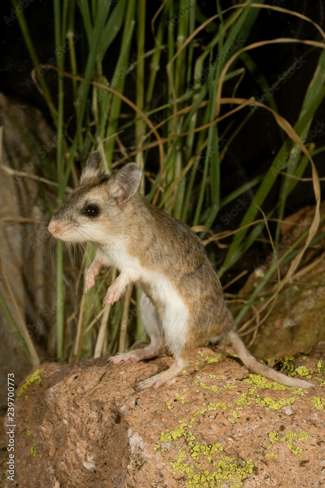 Northern Grasshopper Mouse, Onychomys leucogaster