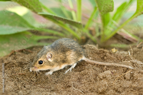 Carta da parati Plains Pocket Mouse, Perognathus flavescens