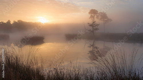 Serene atmosphere at sunrise with some clouds and trees reflecting in the water at a misty fen with some grass in the foreground at the Hatertse Vennen, Nijmegen, Netherlands
