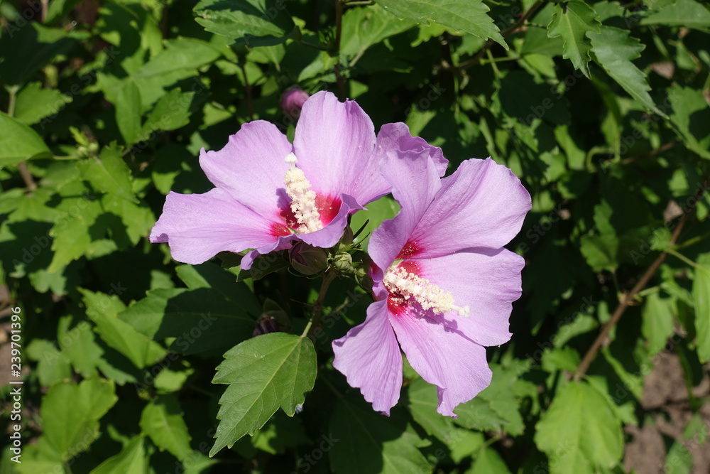 Pair of pink flowers of Hibiscus syriacus in July Pair of pink flowers of Hibiscus syriacus in July