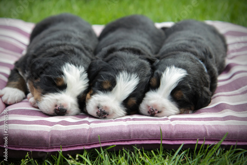 Obraz na plátne Bernese mountain dog puppies