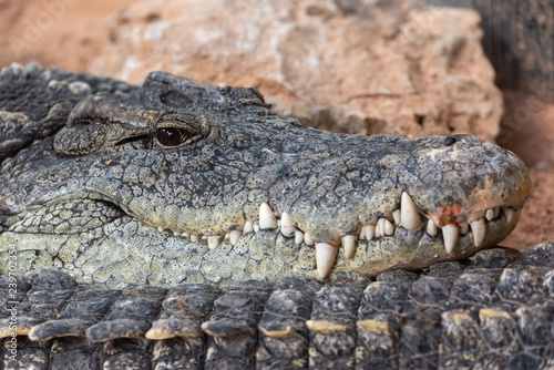 Nile crocodile staring at camera.Crocodylus niloticus.
