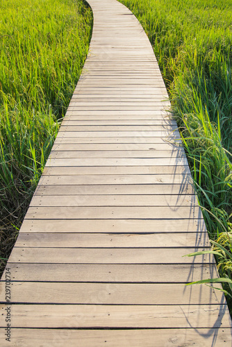 Wooden bridge walkway in middle of rice field in the morning.