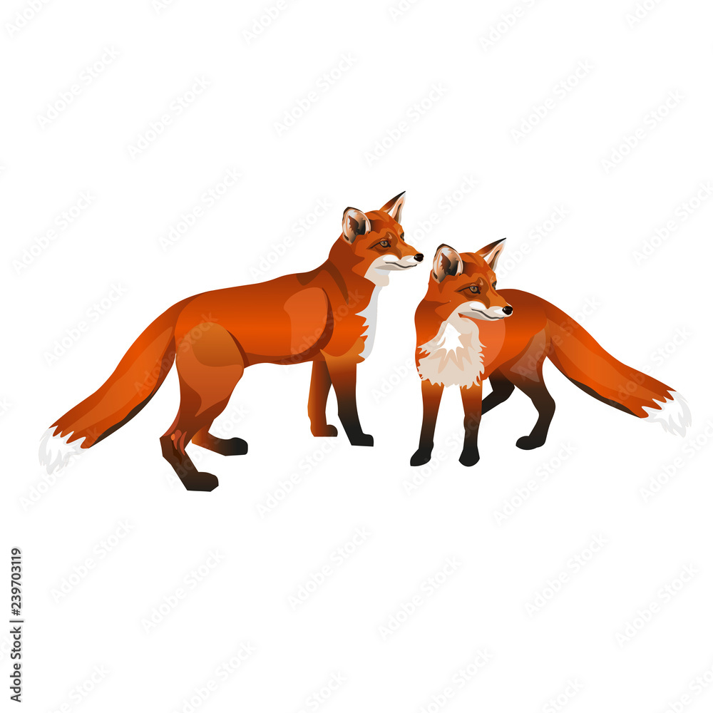 Obraz premium Two red foxes