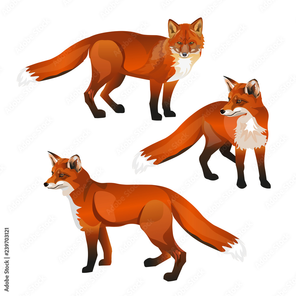 Red fox set Red fox set