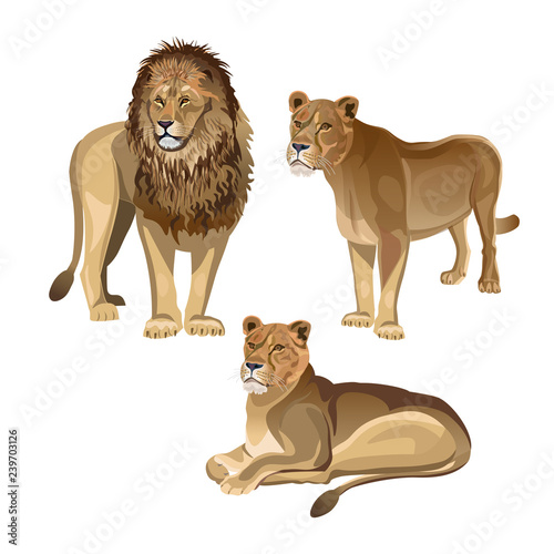 Lion with two lionesses