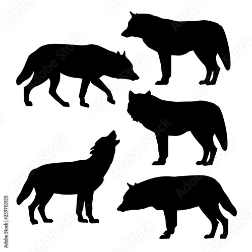Silhouettes of gray wolves