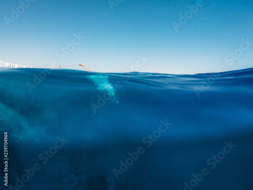  dives into blue deep sea. summer concept