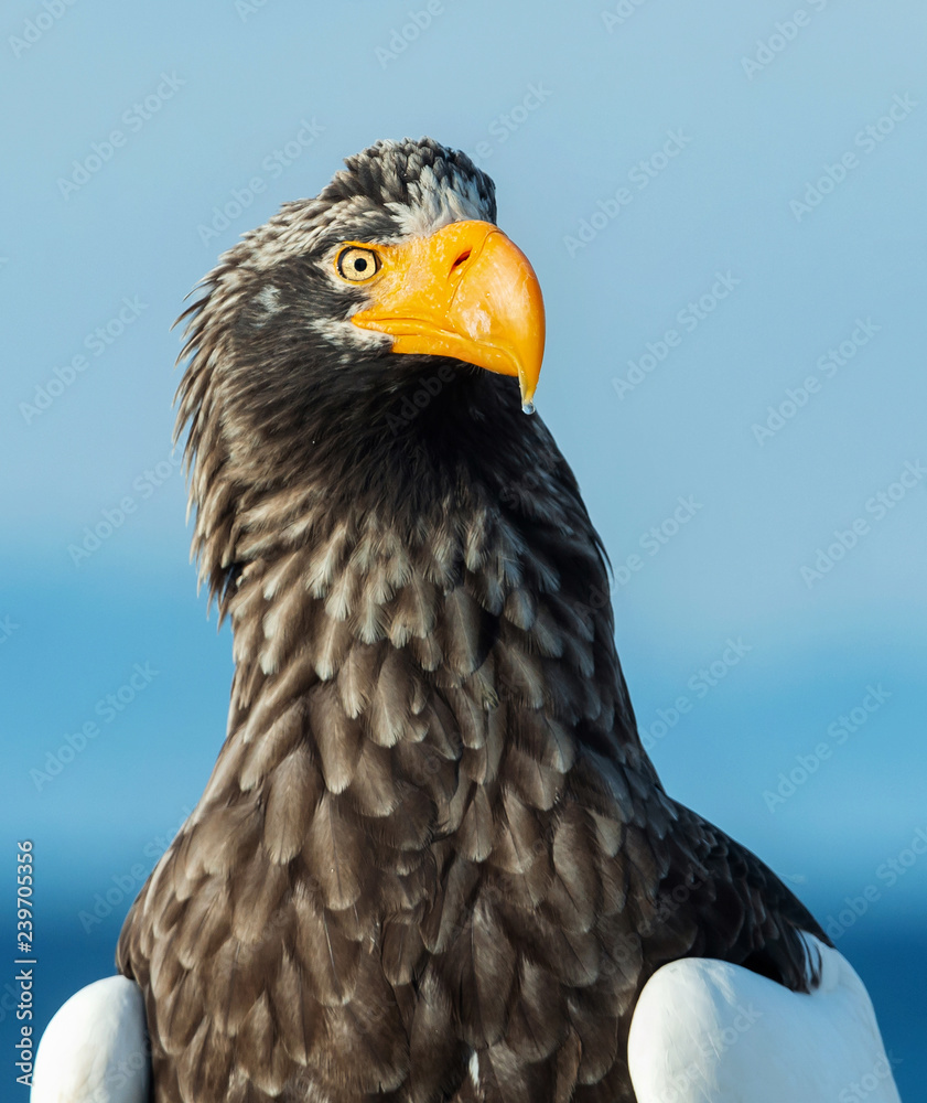 Close up portrait of Adult Steller's sea eagle. Scientific name: Haliaeetus pelagicus. . Blue background. Close up portrait of Adult Steller's sea eagle. Scientific name: Haliaeetus pelagicus. . Blue background.
