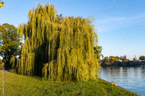 mourning willow in early morning light