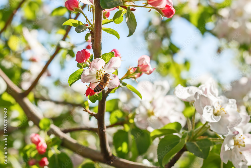 Closeup of flowering apple tree in spring.. Closeup of flowering apple tree in spring..