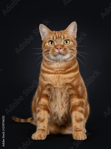 Adorable young adult red tabby American Shorthair cat, sitting straight up. Looking at lens with yellow / green eyes. Isolated on a black background.