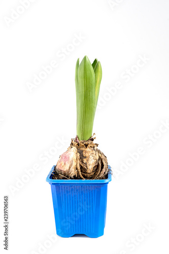 Fototapeta Naklejka Na Ścianę i Meble -  Hyacinth bulb in blue pot isolated on white background. Preparation garden for repotting spring flowers. Hello Spring concept