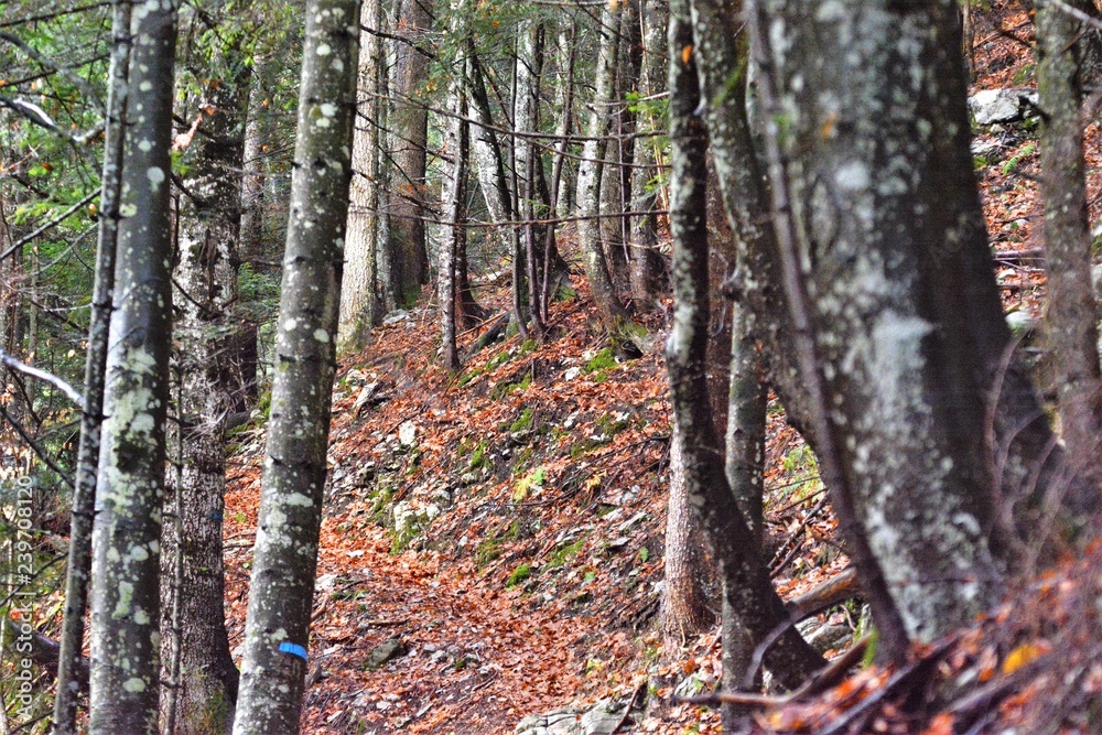 il faggeto nelle prealpi di Ledro, Trentino il faggeto nelle prealpi di Ledro, Trentino