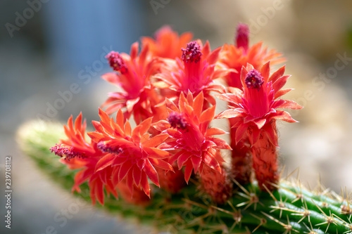 Echinopsis huascha red flowering cactus, green cacti plant in bloom photo