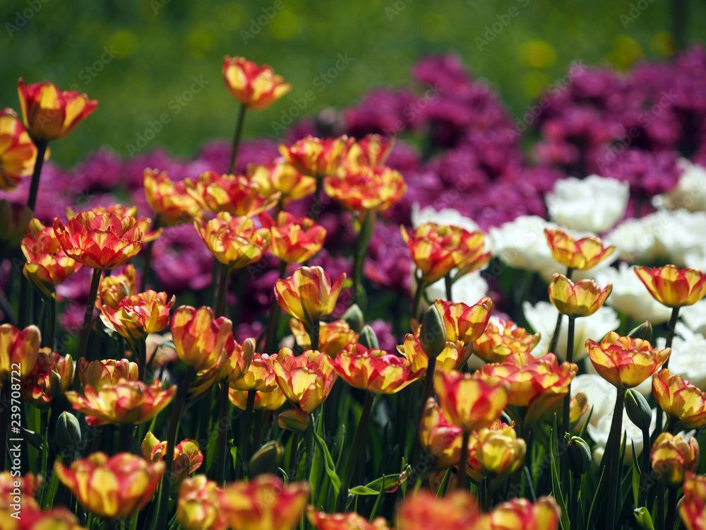 Tulip is purple,white and yellow.Flower show.Botanical garden of Moscow state University.May 10, 2018. Tulip is purple,white and yellow.Flower show.Botanical garden of Moscow state University.May 10, 2018.
